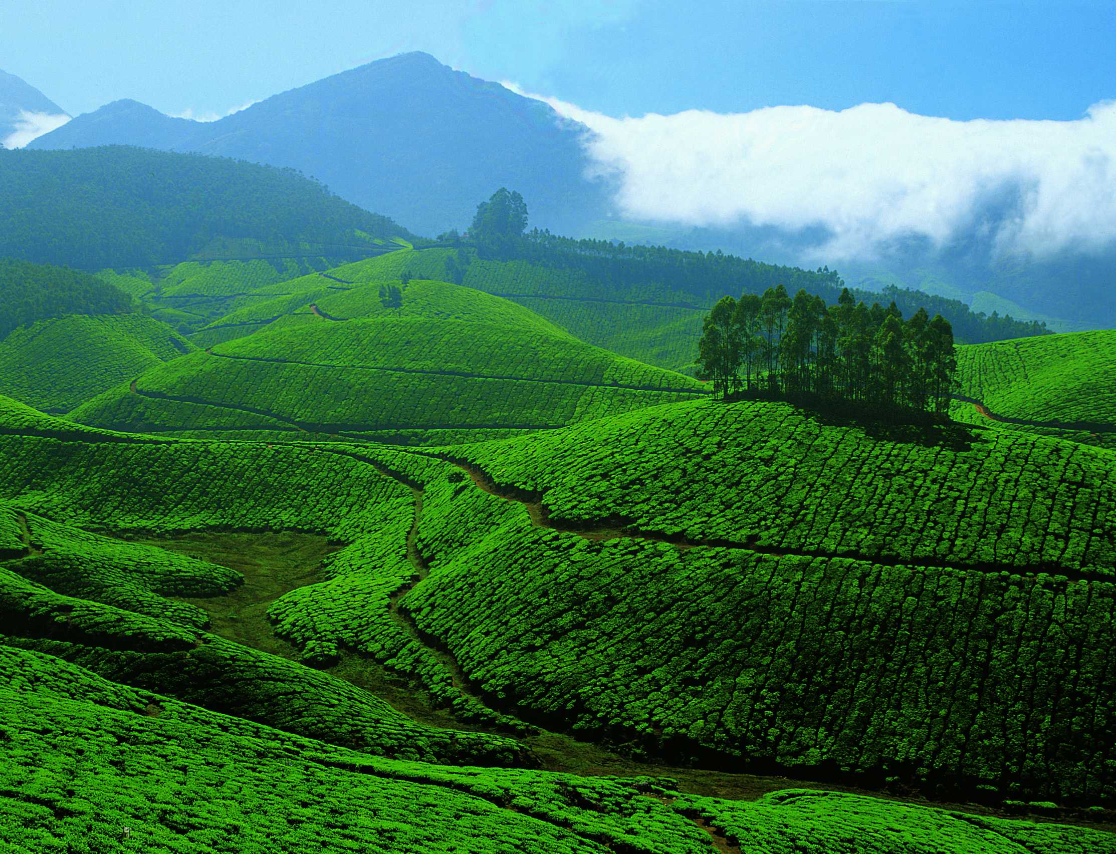 Munnar The Dream Destination You Must Visit Shanayashah29