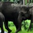 Honeymoon Tour Package: 6 Days / 5 Nights in Kochi – Kumarakom – Allappey – Kovalam – Trivandrum