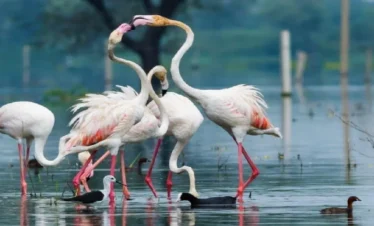 Royal Wildlife Trails of Rajasthan