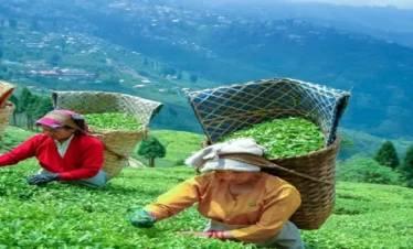Darjeeling Scenic Explorer