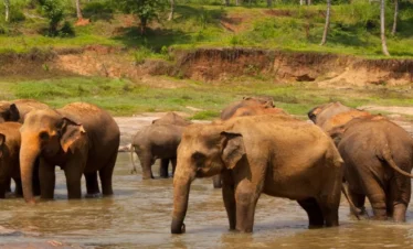 Wild Sri Lanka Discovery Escape